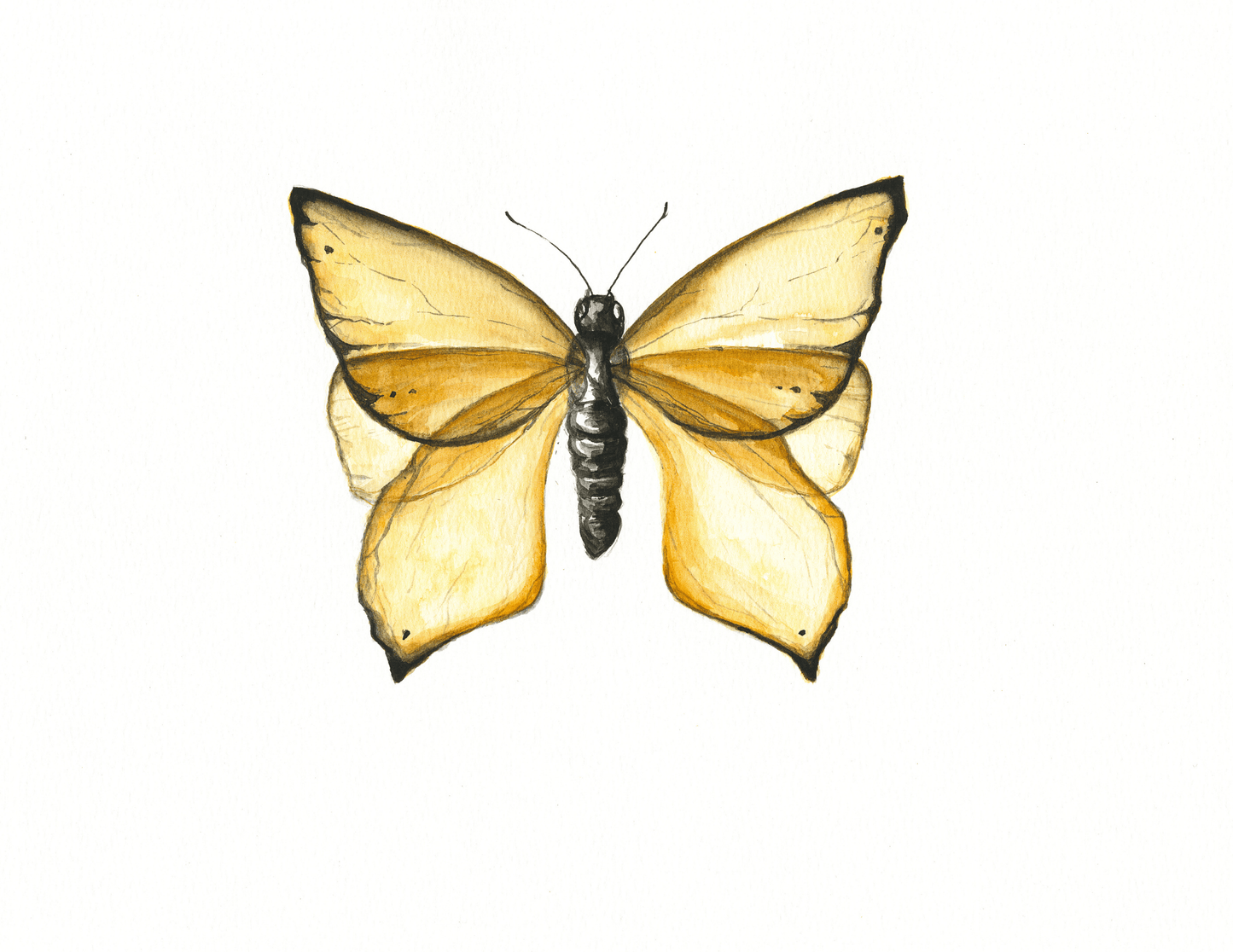 "Yellow Butterfly"