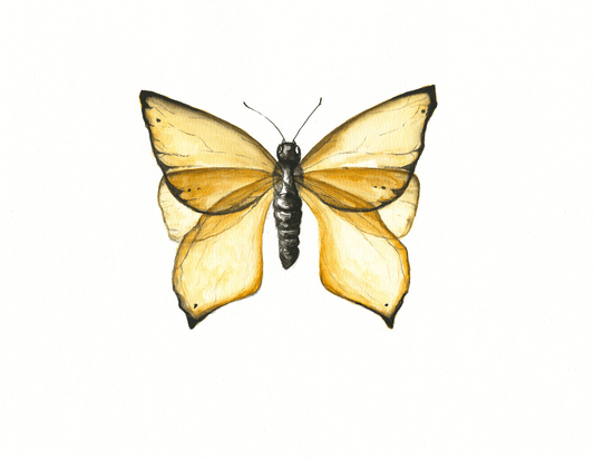 "Yellow Butterfly"